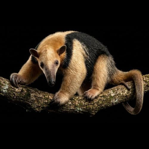 آكل النمل - تمندوة جنوبية "أنثى" - "Female" Southe...