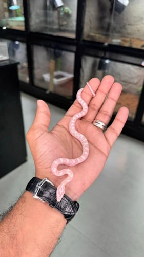 كورن سنيك - سنو