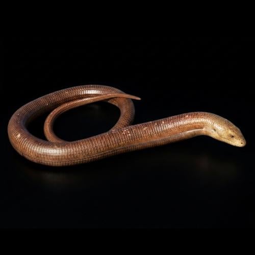 السحلية عديمة الأرجل - legless lizard