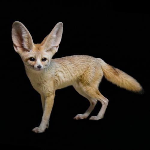 ثعلب الفنك -Fennec Fox