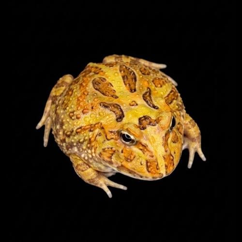 ضفدع باكمان كموفلاج / CAMOUFLAGE PACMAN