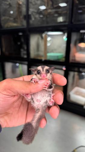 شوقر قلايدر - سنجاب طائر لون كلاسيكي