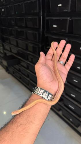 قارتر سنيك - البينو