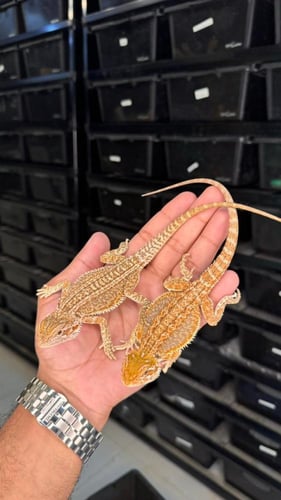 بيردد دراقون - نورمال