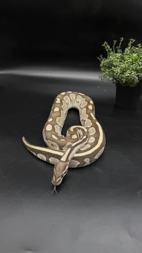 بول بايثون- Butter Desert Ghost het Genetic Stripe