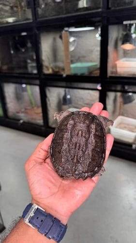 سلحفاة نهاشة - 15سم