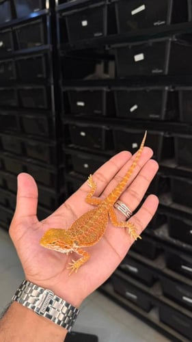 بيردد دراقون - اورنج