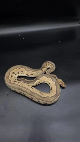 بول بايثون - Leopard Vanilla Clown