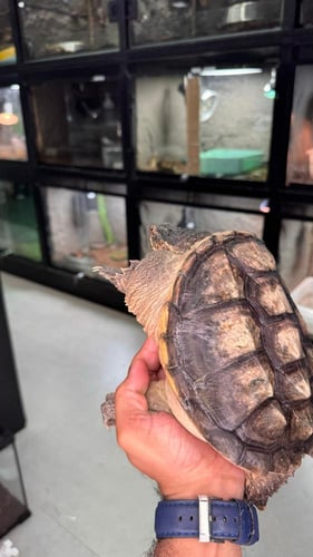 سلحفاة نهاشة - 27سم