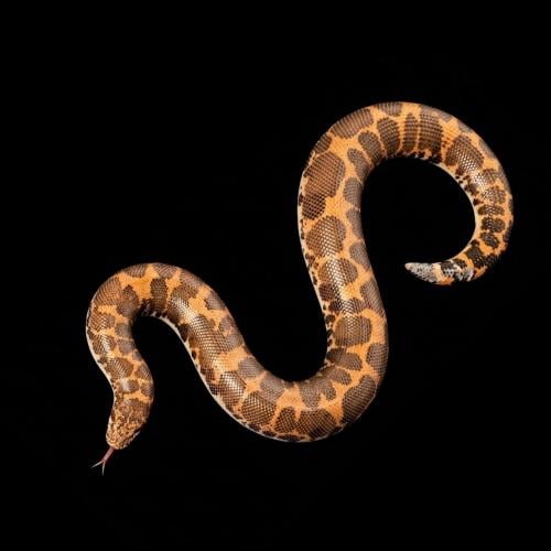 بوا الرمال - sand boa