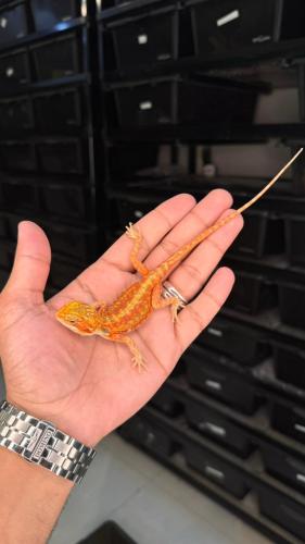 بيردد دراقون - اورنج ترانسلوسنت