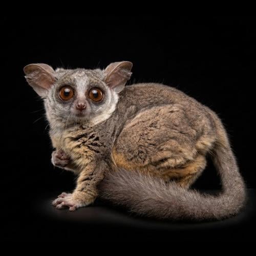 بوش بيبي موهولي "بالغ" - طفل الادغال - bush baby m...