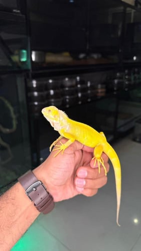 اغوانا - البينو (فرخ)