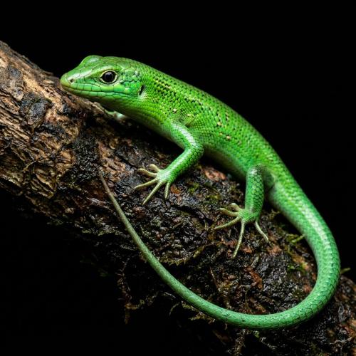 صقنقور الشجر الأخضر - Emerald Tree Skink