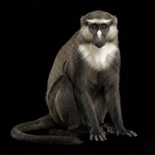 قرد هجرس أبيض الحنجرة - White-throated guenon