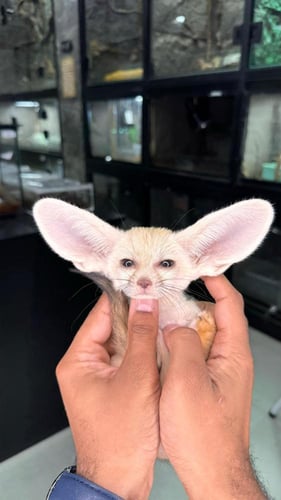 ثعلب الفنك -Fennec Fox