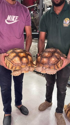 سلحفاة السلكاتا - كبير