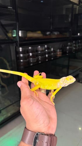 اغوانا - البينو (فرخ)