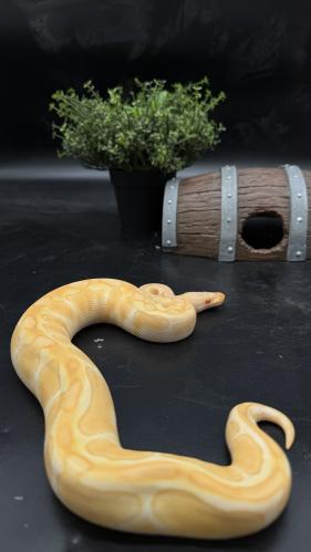بول بايثون -Enchi Albino poss het Clown