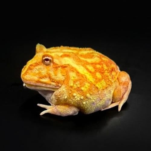 ضفدع باكمان خوخي / APRICOT ALBINO PACMAN