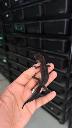 قيكو - بلاك نايت ( ذكر )