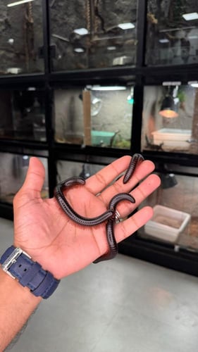 دودة الفية - ميليبيد (صغير)