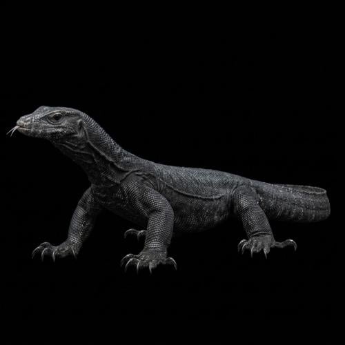 ورل التنين الأسود "حجم كبير جدا" Black Dragon Moni...