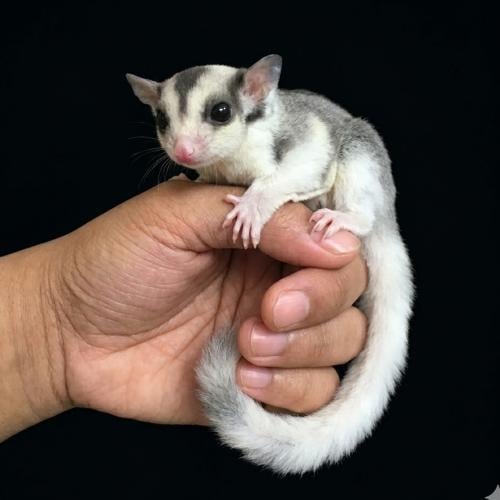 شوقر قلايدر / 3 أشهر / موزاييك - Sugar glider Mosa...