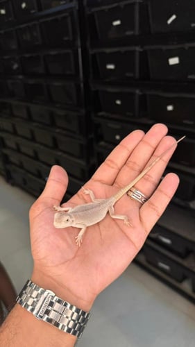 بيردد دراقون - هايبو زيرو ( رمادي )