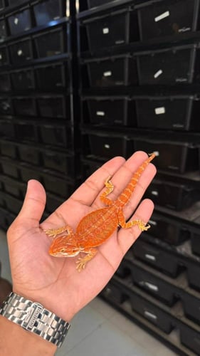 بيردد دراقون - سوبر ريد