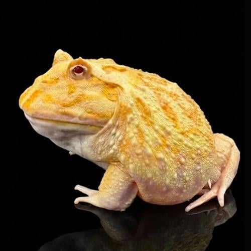ضفدع باكمان البينو بيكاتشو / PIKACHU ALBINO PACMAN