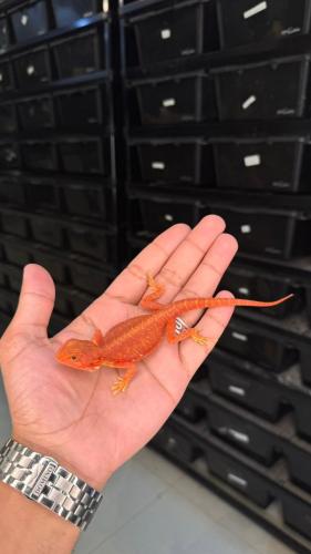 بيردد دراقون - سوبر ريد ترانسلوسنت