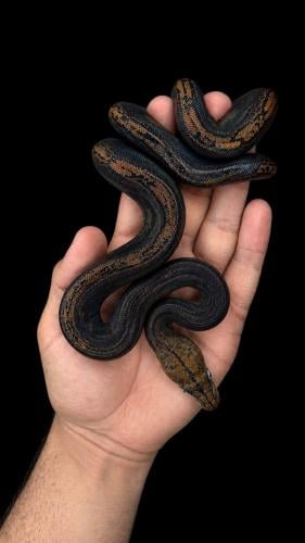 Reticulated python (GC motley)-الثعبان الشبكي جولد...
