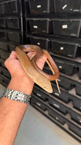 سحلية عديمة الارجل