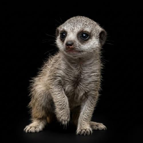 سرقاط / ميركات / تيمون - Meerkat صغير