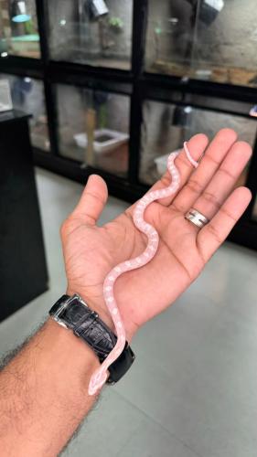 كورن سنيك - سنو