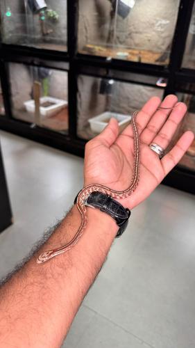 كورن سنيك - تيزيرا