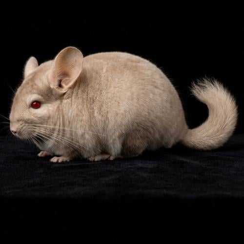 شانشيلا / كريمي البينو - cream Chinchilla