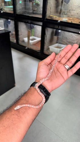 كورن سنيك - قوست