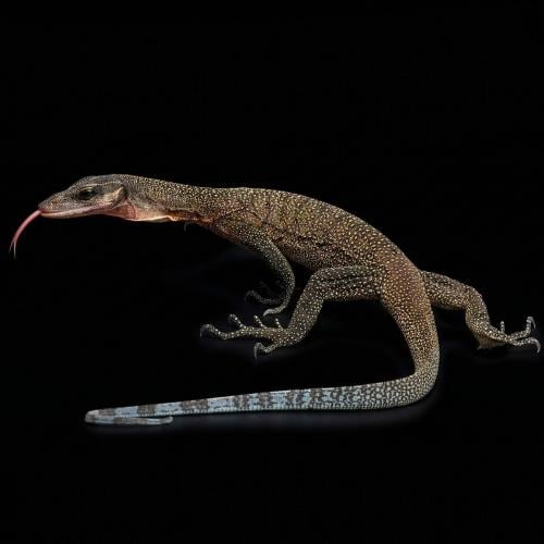 ورل خوخي العنق - Peach-throated monitor