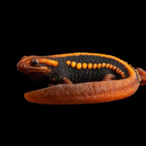 سمندل الامبراطور - Emperor newt