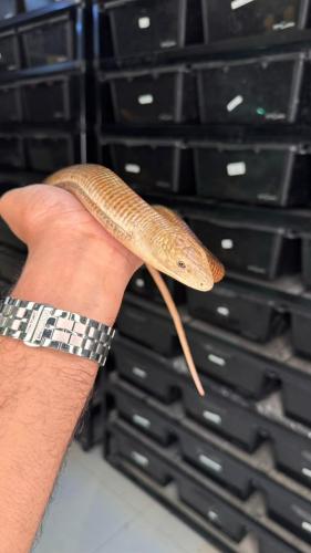 سحلية عديمة الارجل