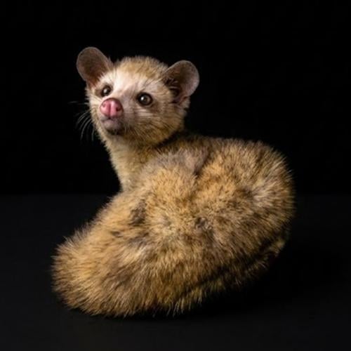 قط زباد النخيل صغير - سنو - Snow civet cat