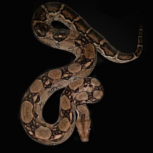 بوا عاصرة حجم M - Boa constrictor