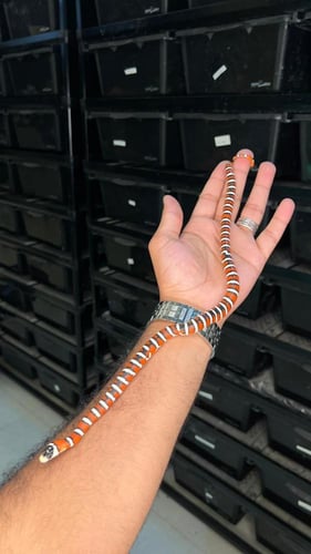 كنق سنيك - اريزونا هت البينو Y