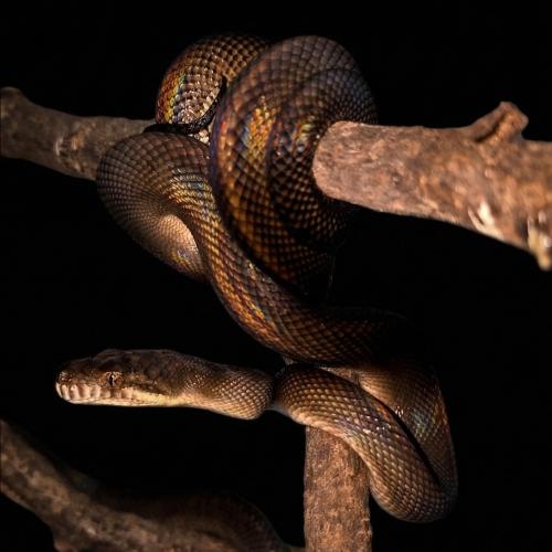 الأصلة الجمشية - Amethystine python