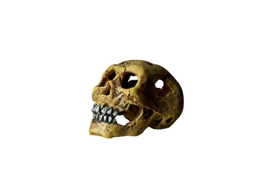 Terra skull(16*11*11cm)