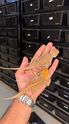 بيردد دراقون - نورمال