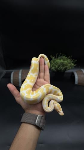 بول بايثون -Enchi Albino het Clown