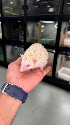 قنفذ البينو